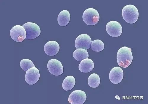 酵母 自然界中默默守护的微生物卫士