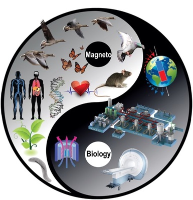 磁共振技术在生命科学与自然科学研究中的革命性应用